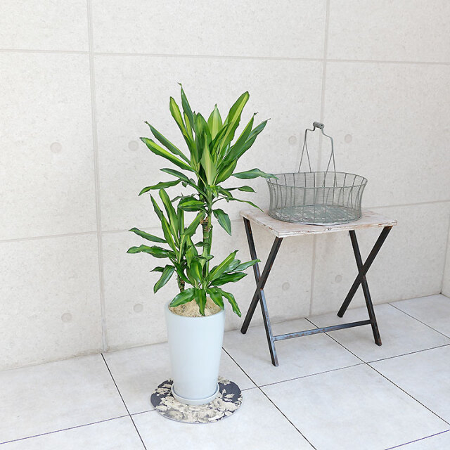 ドラセナ・ジュレ 陶器鉢植え・Mサイズ（ラウンド） 観葉植物と植木鉢