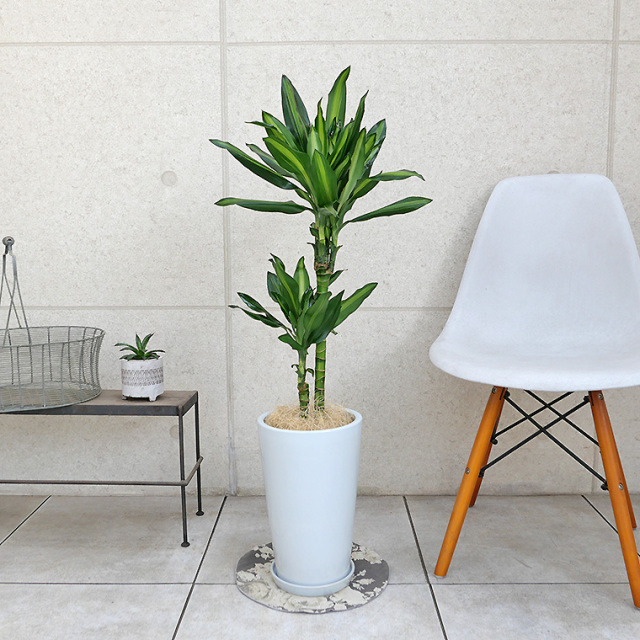 ドラセナ・ジュレ　陶器鉢植え・Mサイズ（ラウンド）