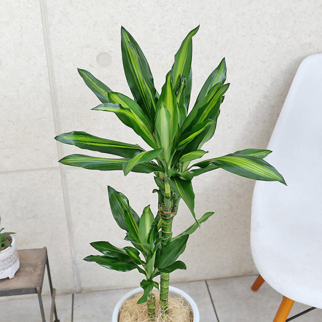 ドラセナ・ジュレ 陶器鉢植え・Mサイズ(ラウンド) 観葉植物と ドラセナ・ジュレ 陶器鉢植え・Mサイズ(ラウンド) 観葉植物と