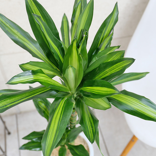 ドラセナ・ジュレ 7号鉢 観葉植物と植木鉢の専門店cocolate（ココレート）