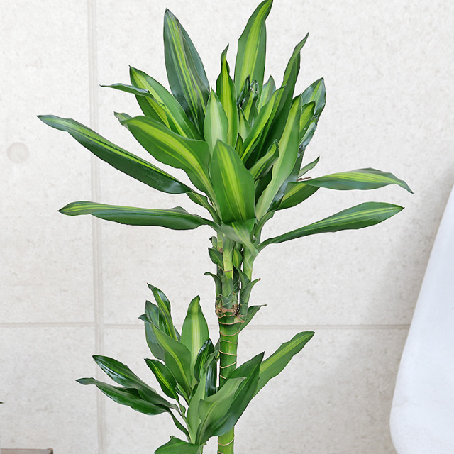 ドラセナ・ジュレ　葉の写真