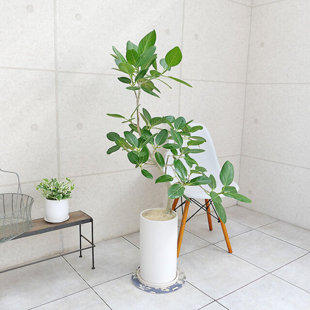 フィカス・ベンガレンシス-084　陶器鉢植え（マットシリーズ/ロングシリンダー）