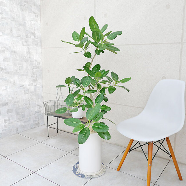 フィカス・ベンガレンシス-084　陶器鉢植え（マットシリーズ/ロングシリンダー）