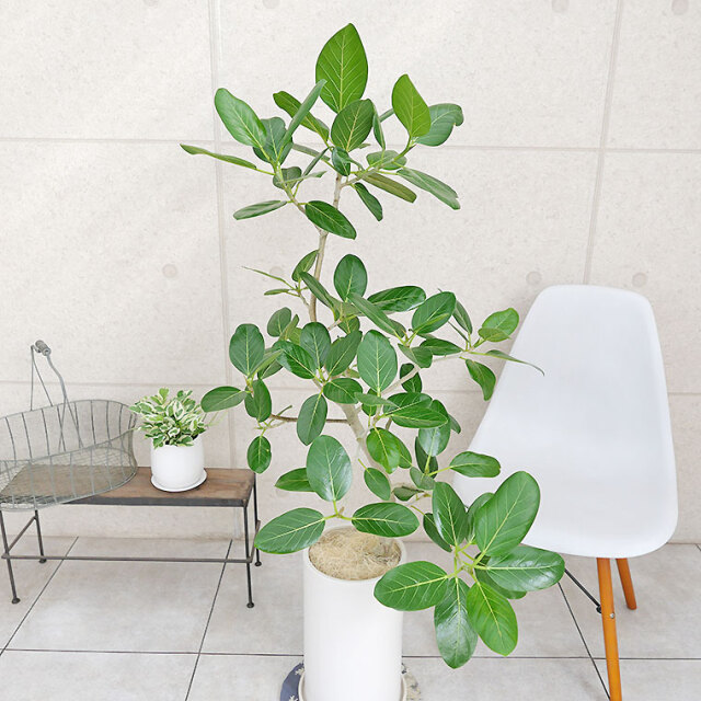 フィカス・ベンガレンシス-084　陶器鉢植え（マットシリーズ/ロングシリンダー）