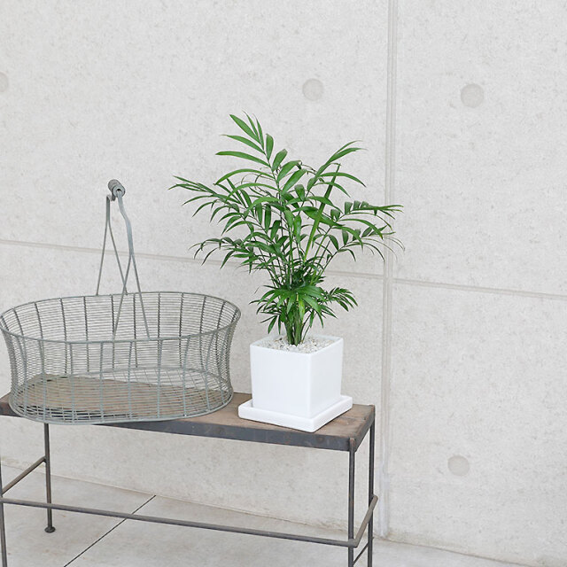 テーブルヤシ　陶器鉢植え・Sサイズ（マットシリーズ/キューブ）