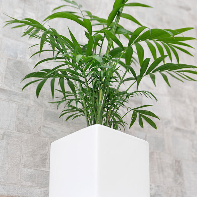 テーブルヤシ　陶器鉢植え・Sサイズ（マットシリーズ/キューブ）