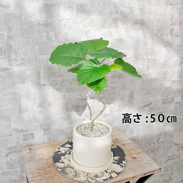 フィカス・ウンベラータ らせん仕立て 陶器鉢植え・Sサイズ(マット