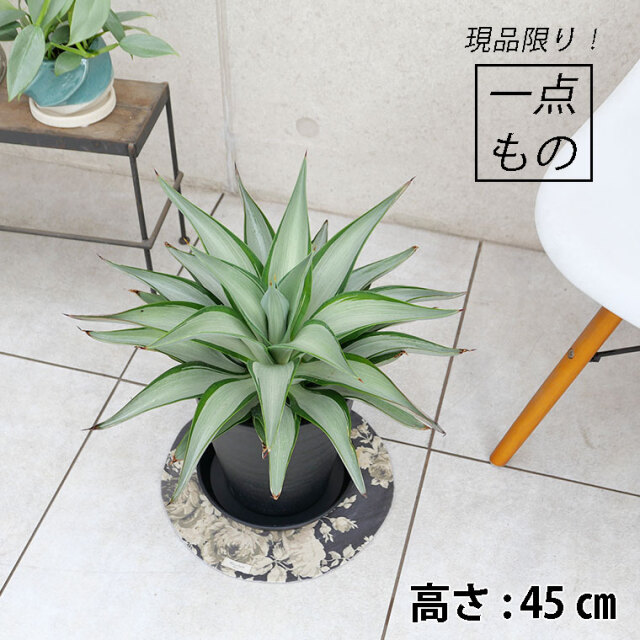 アガベ クイックシルバー観葉植物 マニア向け】アガベ・クイックシルバー-002 7号セラート鉢 観葉