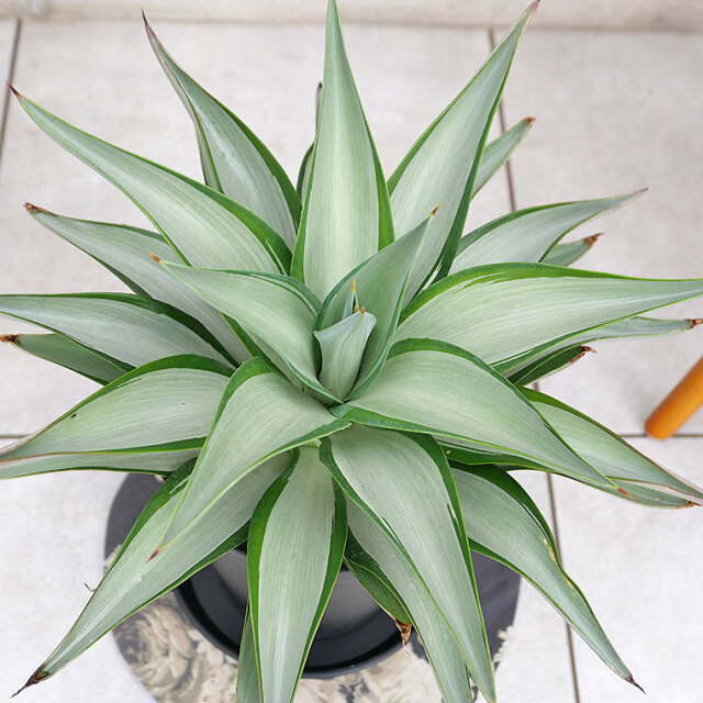 【引き取りor近県自家配送】特大 w70　子沢山　アガベ　クイックシルバー 引き取りor近県自家配送】特大 w70 子沢山 アガベ クイック