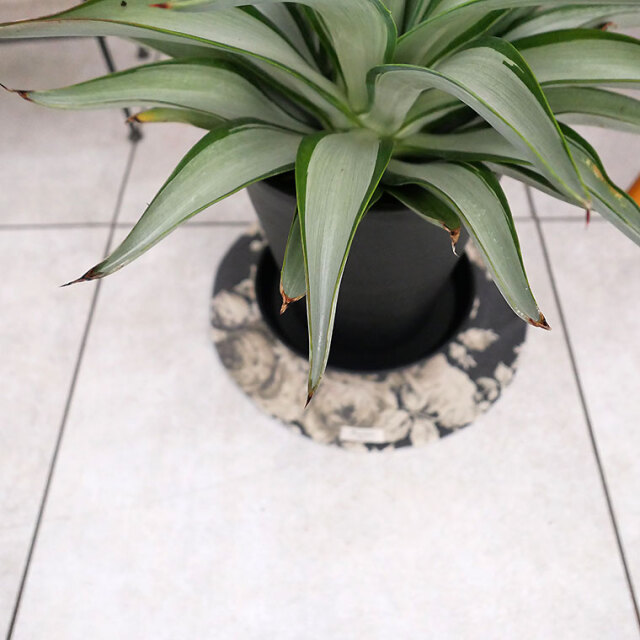 アガベ クイックシルバー観葉植物 楽天市場】アガベ 'クイックシルバー' 4寸 (観葉植物 おしゃれ