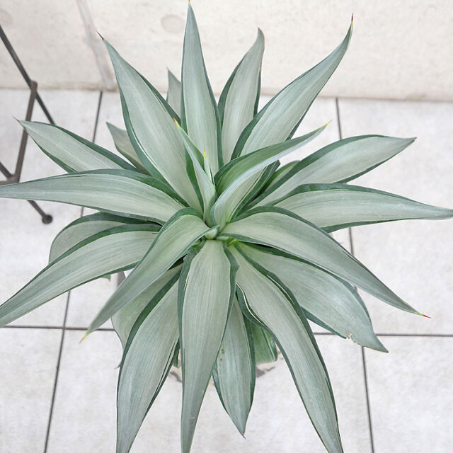 クイックシルバー。観葉植物 。鉢ごと無料で発送致します。 クイックシルバー。観葉植物 。鉢ごと無料で発送致します。