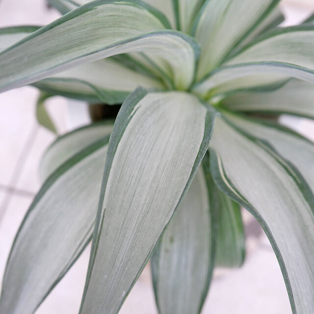 マニア向け】アガベ・クイックシルバー 7号鉢 観葉植物と植木鉢の専門