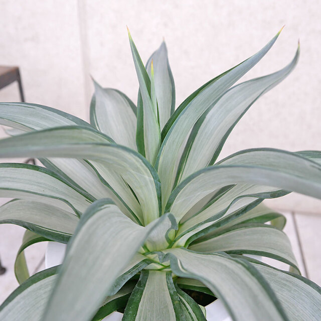 マニア向け】アガベ・クイックシルバー 7号鉢 観葉植物と植木鉢の専門