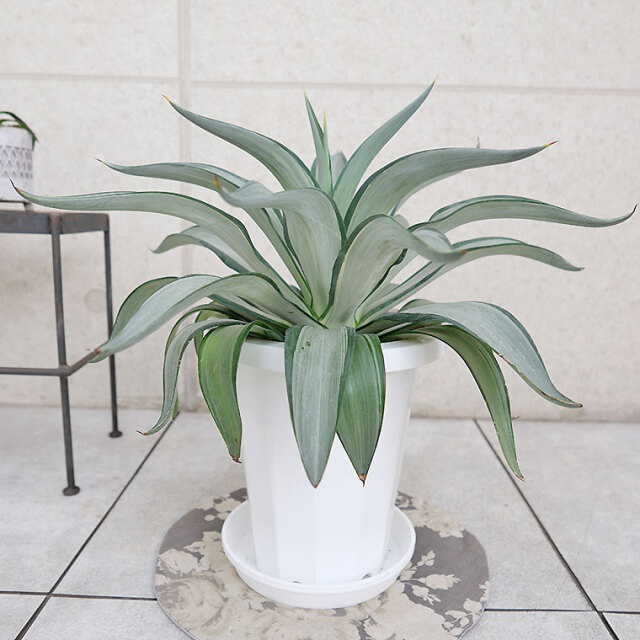 マニア向け】アガベ・クイックシルバー 7号鉢 観葉植物と植木鉢の専門