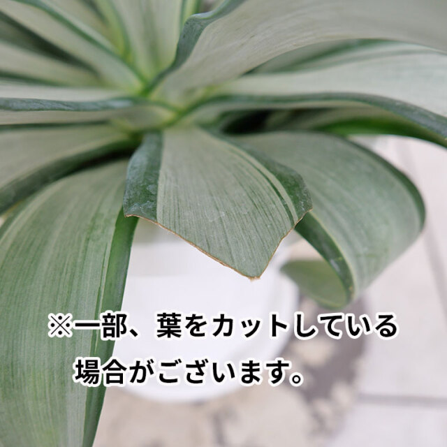 【マニア向け】アガベ・クイックシルバー　葉切りの写真