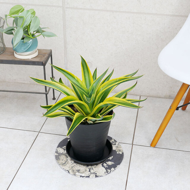 【マニア向け】アガベ・ゴールドマージン-002　7号セラート鉢