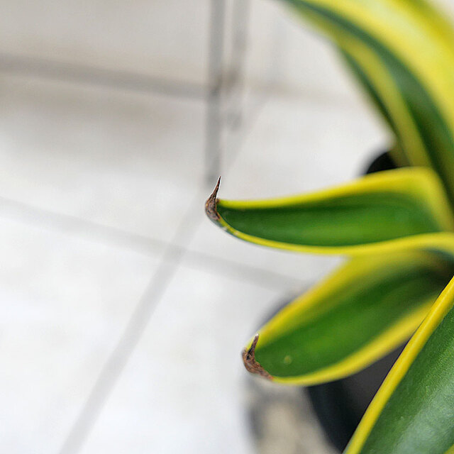 【マニア向け】アガベ・ゴールドマージン-002　7号セラート鉢