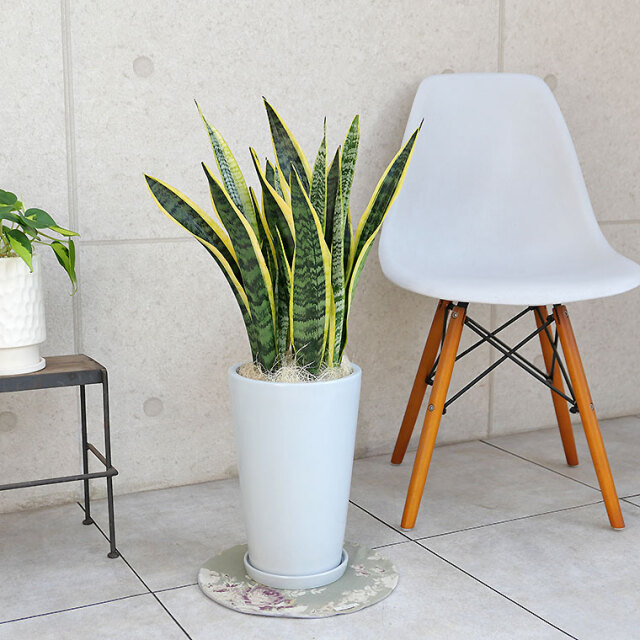 サンスベリア・ローレンティー　陶器鉢植え・Mサイズ（ラウンド）