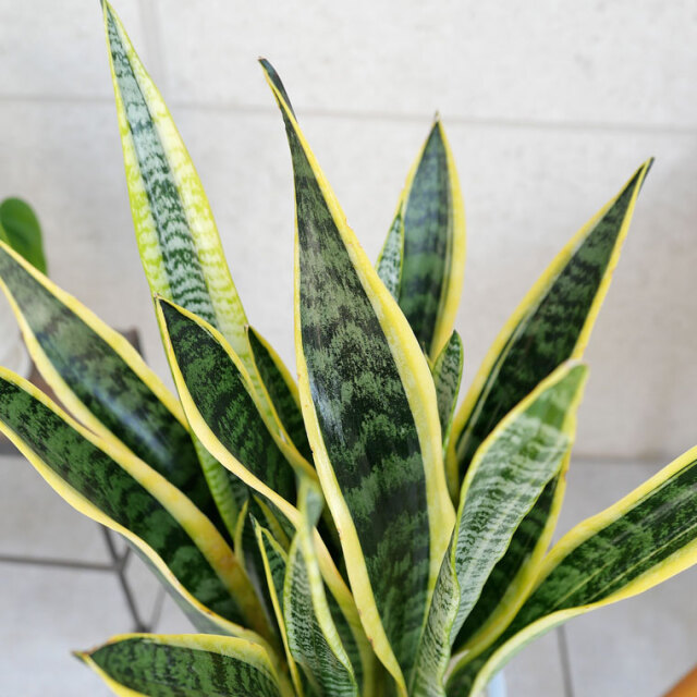 ERICA♡　サンスベリア　ローレンティ　陶器鉢　植え込み発送 ERICA♡様専用 サンスベリア ローレンティ 陶器鉢 植え込み発送