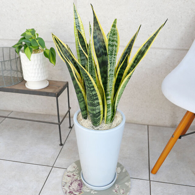 サンスベリア・ローレンティー 陶器鉢植え・Mサイズ（ラウンド