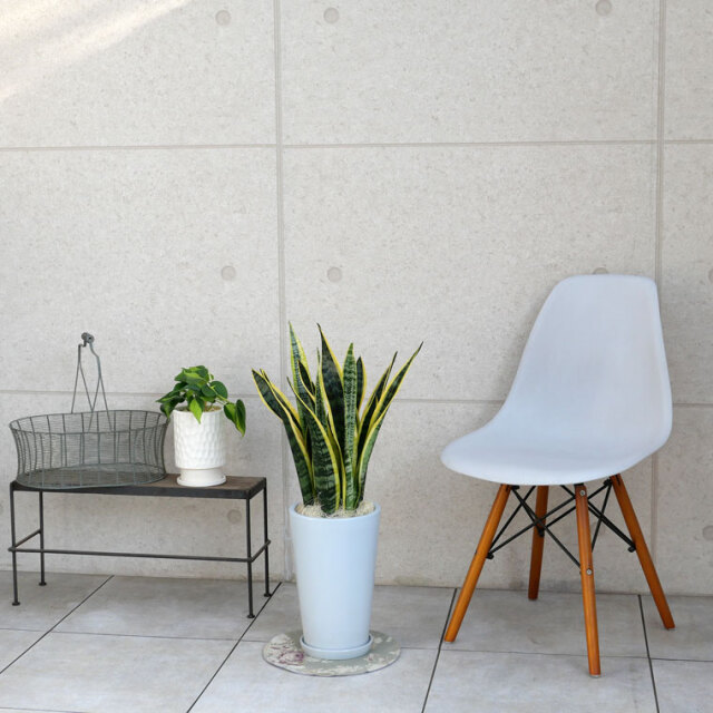 サンスベリア・ローレンティー　陶器鉢植え・Mサイズ（ラウンド）