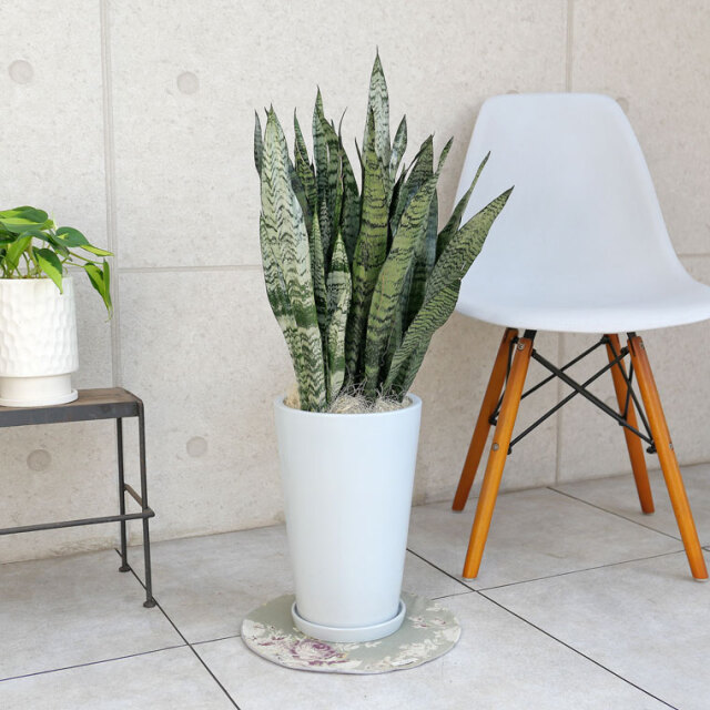 サンスベリア・ゼラニカ　陶器鉢植え・Mサイズ（ラウンド）