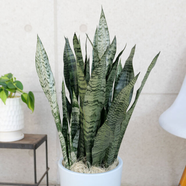 サンスベリア・ゼラニカ　葉の写真