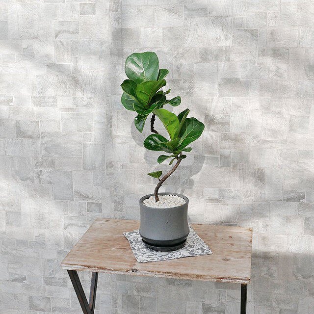 カシワバゴム・バンビーノ　陶器鉢植え（スポール）