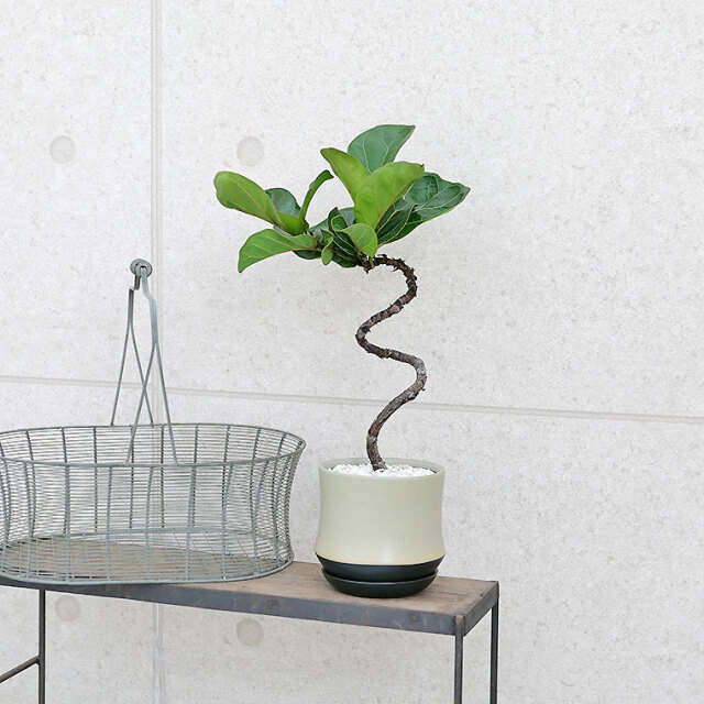 カシワバゴム・バンビーノ　陶器鉢植え（スポール）