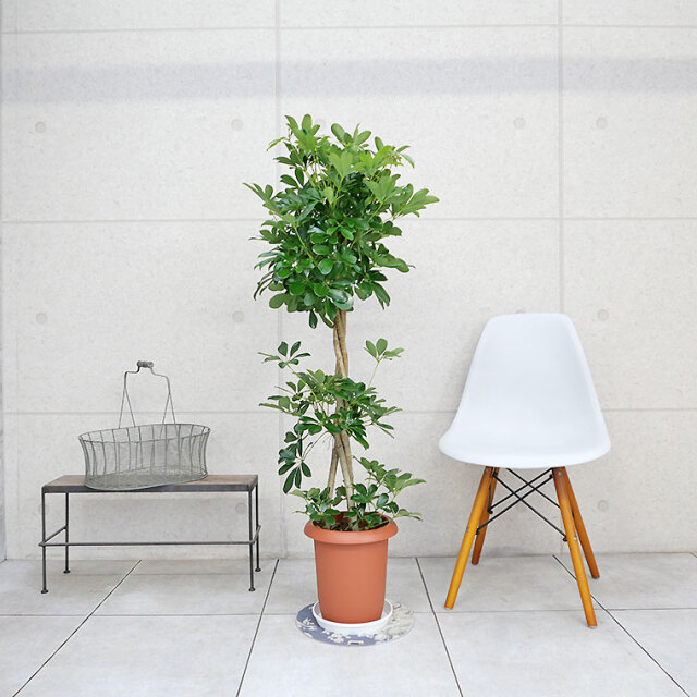 シェフレラ・ホンコン スタンド仕立て　8号鉢