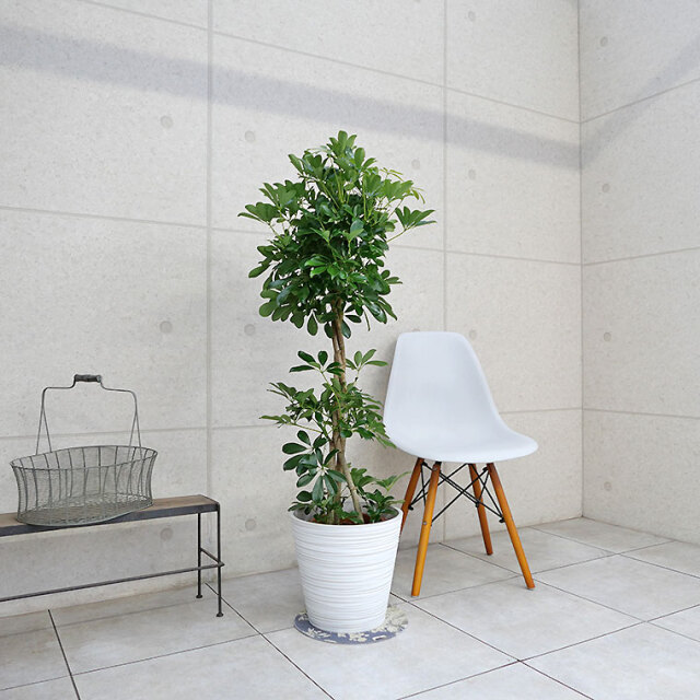 シェフレラ・ホンコン スタンド仕立て　8号鉢