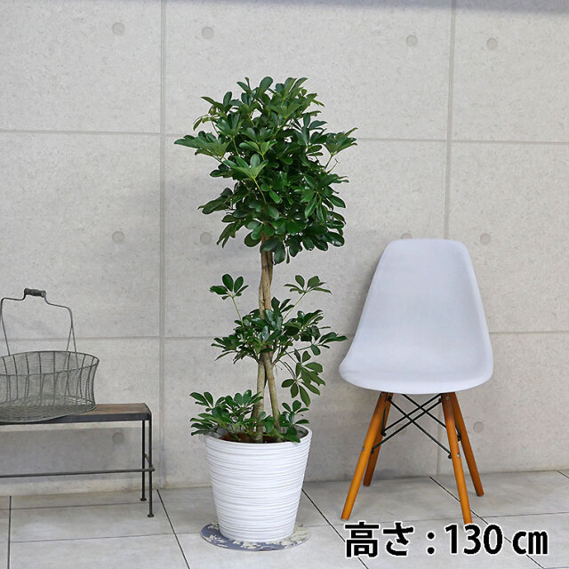 ❇︎シェフレアホンコン白斑8号鉢付き❇︎ 楽天市場】シェフレラ ホンコンカポック 8号鉢サイズ 白色