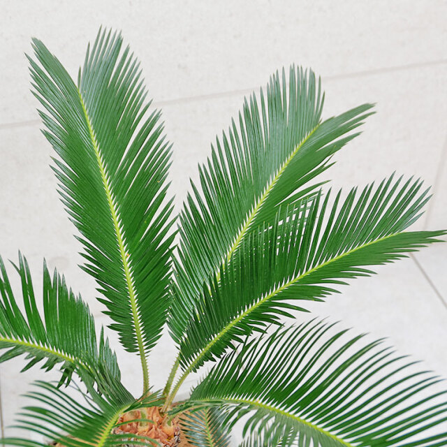 ソテツ-001　鉢植え（アンティークホワイト）