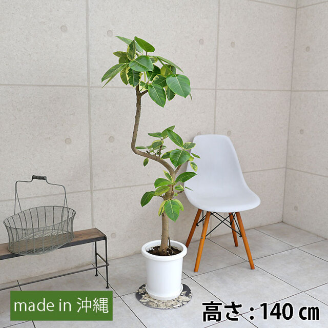 中鉢】アルテシーマ曲がり７号鉢 | 有限会社グリーン・エース フィカス アルテシマ 曲がり ファイバー鉢 フィカス アルテシマ 曲がり ファイバー鉢 お皿付き