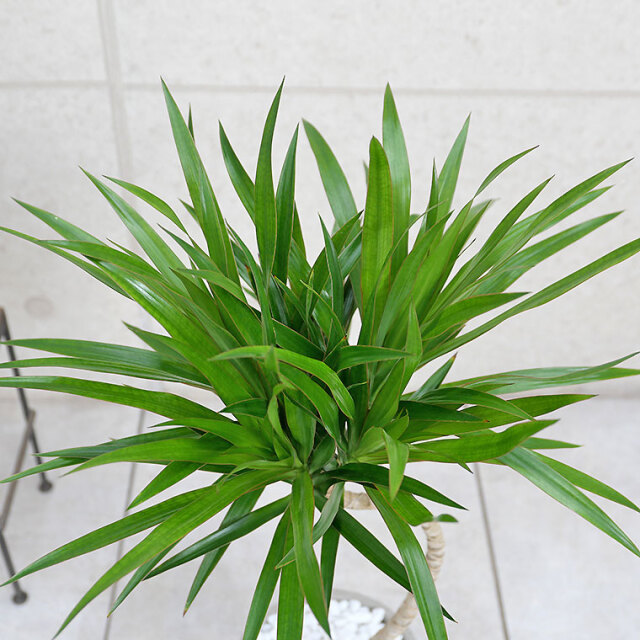 ドラセナ・ナビー　葉の写真