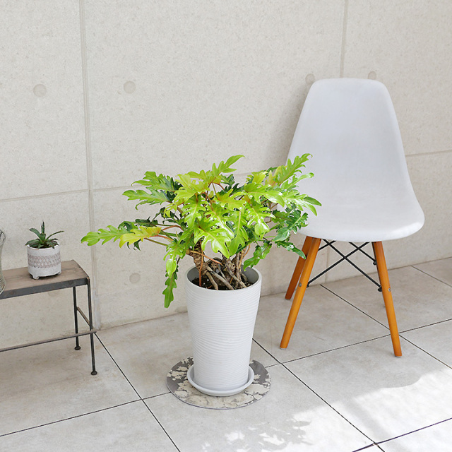 フィロデンドロン クッカバラ ザナドゥ 幹立ち 根上がり 6号鉢 観葉植物 植物 クッカバラ（フィロデンドロンザナドゥ）根上り分頭｜育て方付き