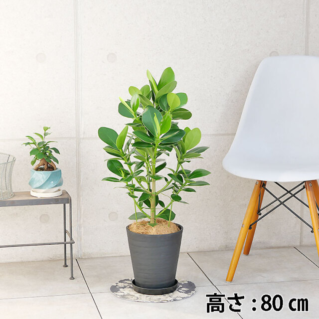 クルシア・ロゼア“プリンセス” 7号セラート鉢 観葉植物と植木鉢の専門