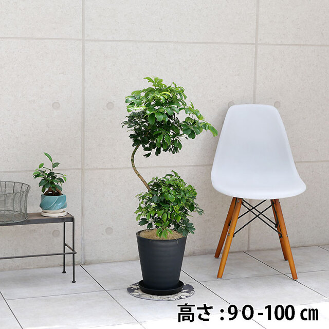 【引き取り限定】【美形】【最終セール中】破格！シェフレラ　約130cm 6号鉢 引き取り限定】【美形】【最終セール中】破格！シェフレラ 約