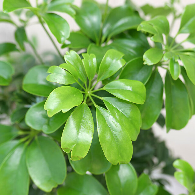 シェフレラ・レナータ（金魚葉ホンコン） 8号セラート鉢 観葉植物と