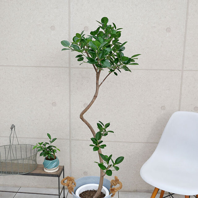 ガジュマル（フィカス）・ジャンボリーフ-004 8号鉢 観葉植物と植木鉢