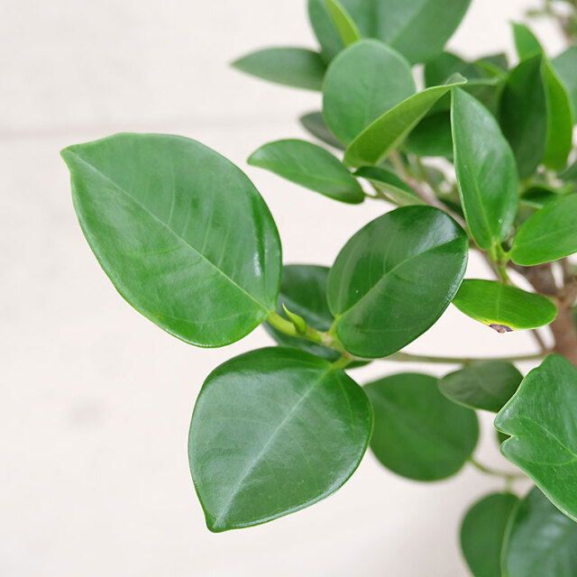 フィカス・ジャンボリーフ-004　8号鉢