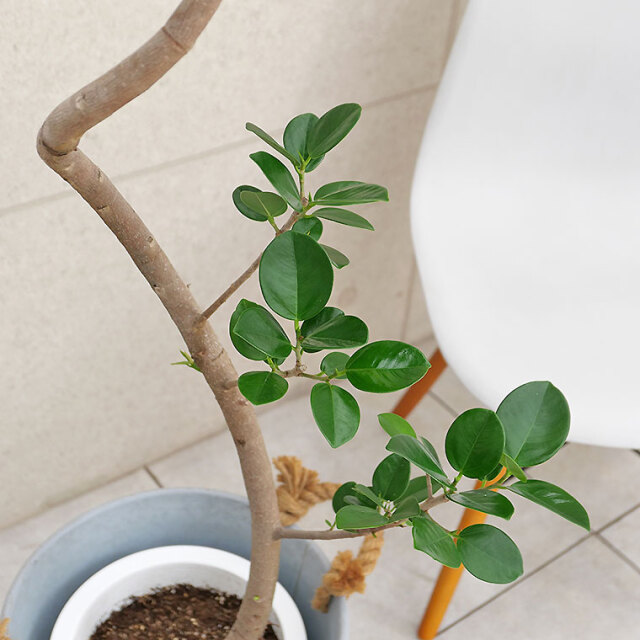 ガジュマル（フィカス）・ジャンボリーフ-004 8号鉢 観葉植物と植木鉢