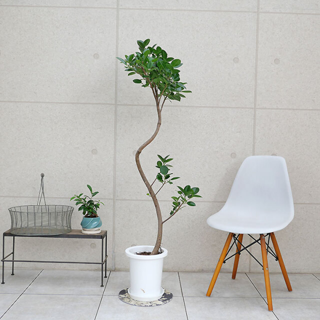 フィカス　ジャンボリーフ　大株　朴仕立て　ゴムの木観葉植物　茎太　9号鉢　レア フィカス ジャンボリーフ 大株 朴仕立て ゴムの木観葉植物 茎太