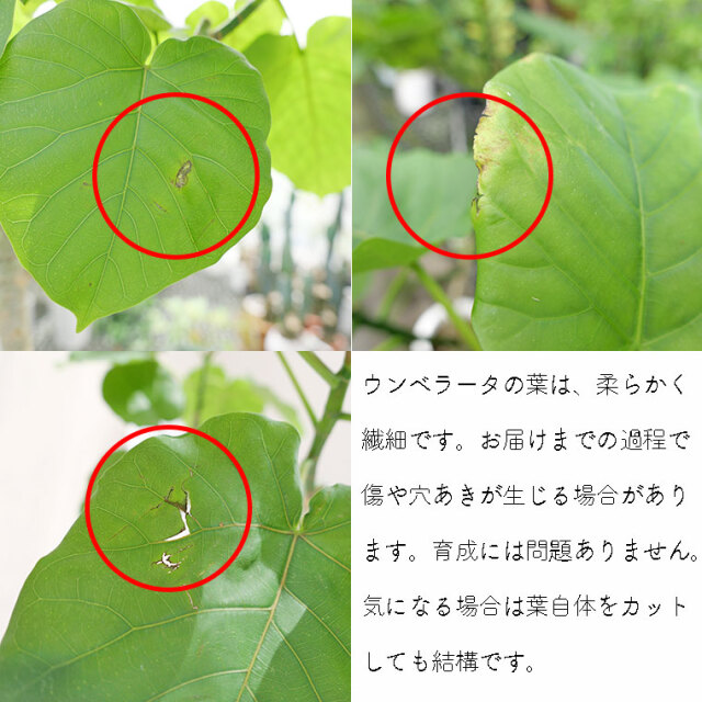 ウンベラータの性質・知っておいて欲しい事