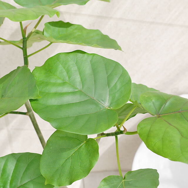 フィカス・ウンベラータ　葉の写真