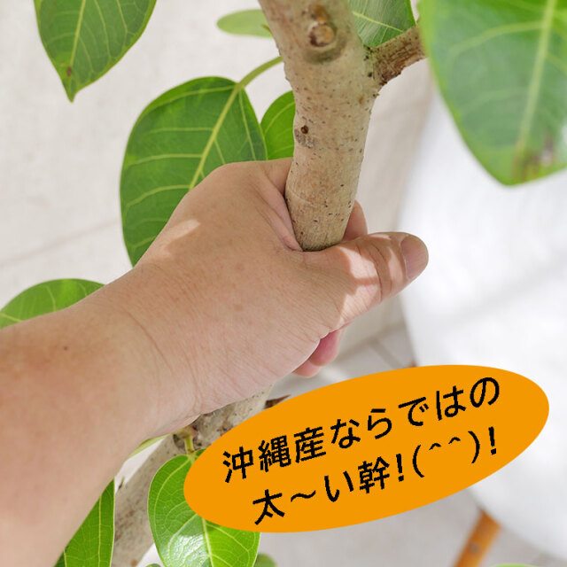 フィカス•アルテシマ 125cm 8号 沖縄産原木 フィカスアルテシーマ8号