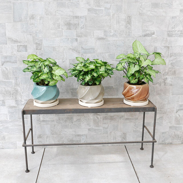 シンゴニウム・ピクシー　陶器鉢植え・Sサイズ（イリー）