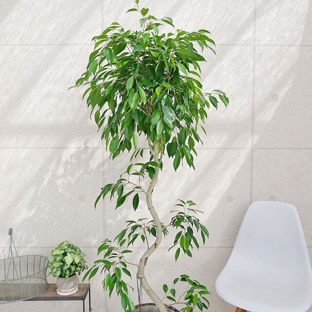 ベンジャミン・ヌダ　樹形の写真