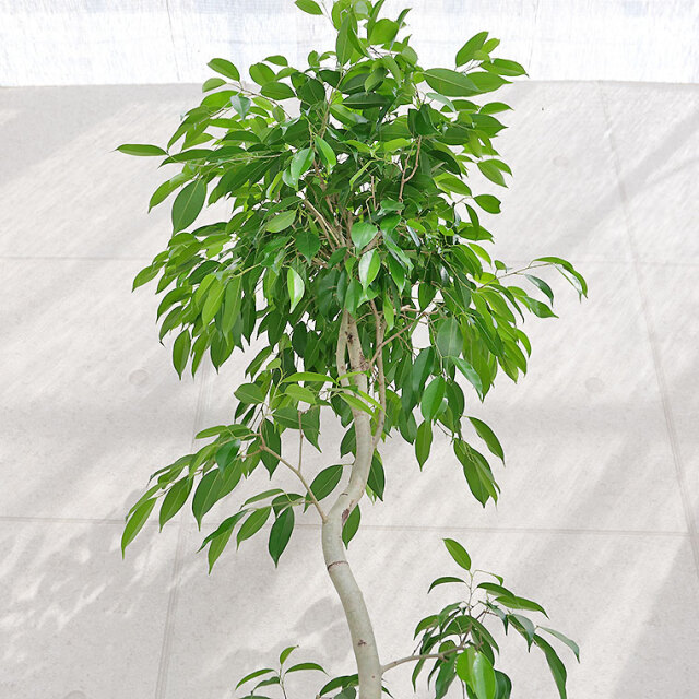 ベンジャミン・ヌダ　葉の写真