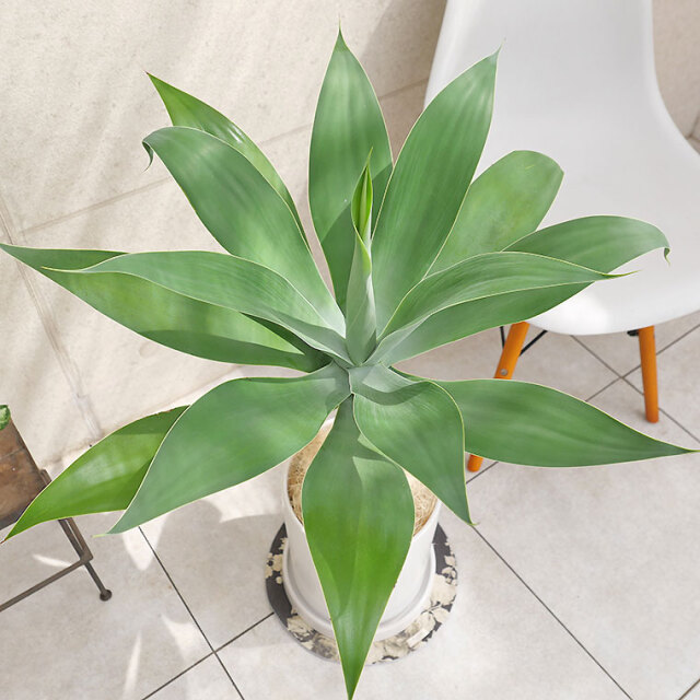 アガベ・アテナータ-007 陶器鉢植え・Lサイズ（マットシリーズ 